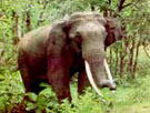 elephants-sighting_nagarhole-national-park