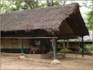 tented-cottages_galibore-forest-lodge