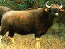 wild-bisons_nagarhole-forest