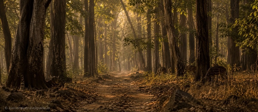 Bandipur Safari Lodge — dry deciduous forest golden light shafts, tiger reserve Karnataka