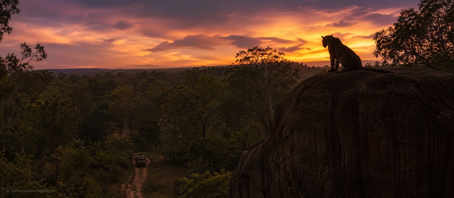 Bannerghatta Nature Camp — leopard silhouette on rock at dusk, forest near Bangalore