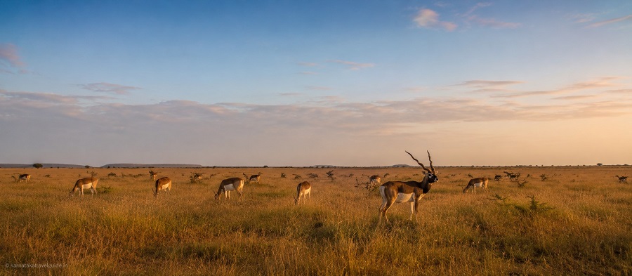 Blackbuck Resort Ranibennur — blackbuck herd in golden grasslands at dawn Karnataka