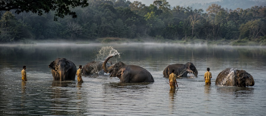 Dubare Elephant Camp — elephants bathing in Cauvery River at dawn, Coorg Karnataka
