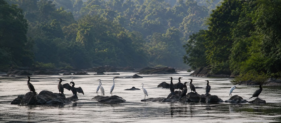 Galibore Nature Camp — remote Cauvery river with cormorants on rocks, Karnataka