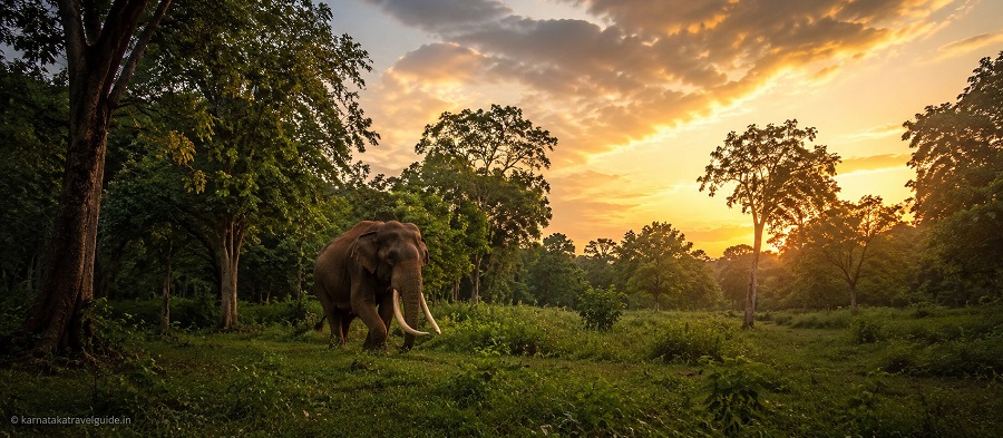 JLR Kings Sanctuary — lone tusker elephant in Mudumalai forest corridor at golden hour
