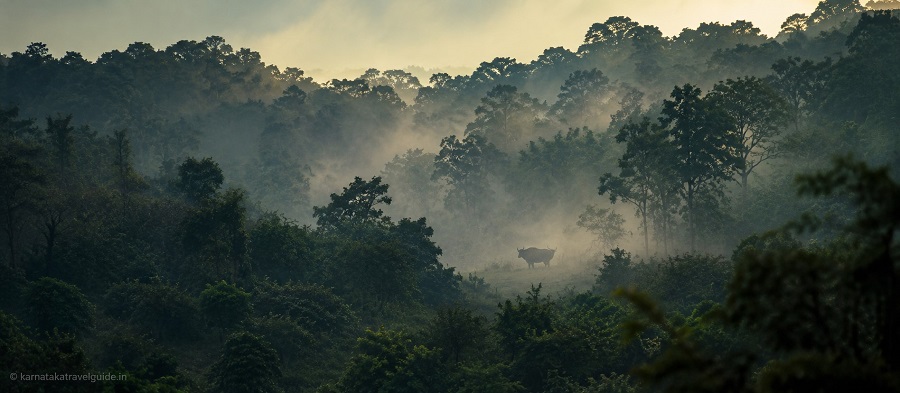 K Gudi Wilderness Camp — misty BR Hills forest at dawn, Biligiri Rangana Karnataka