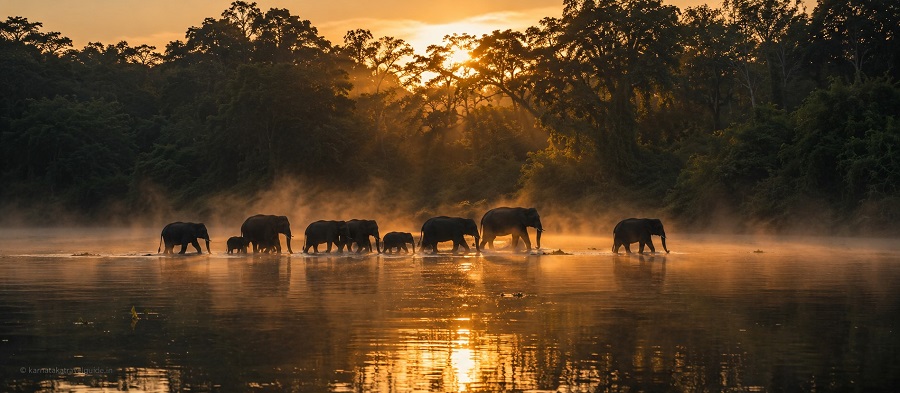 Kabini River Lodge — elephant herd at Kabini backwaters at golden hour, Nagarhole