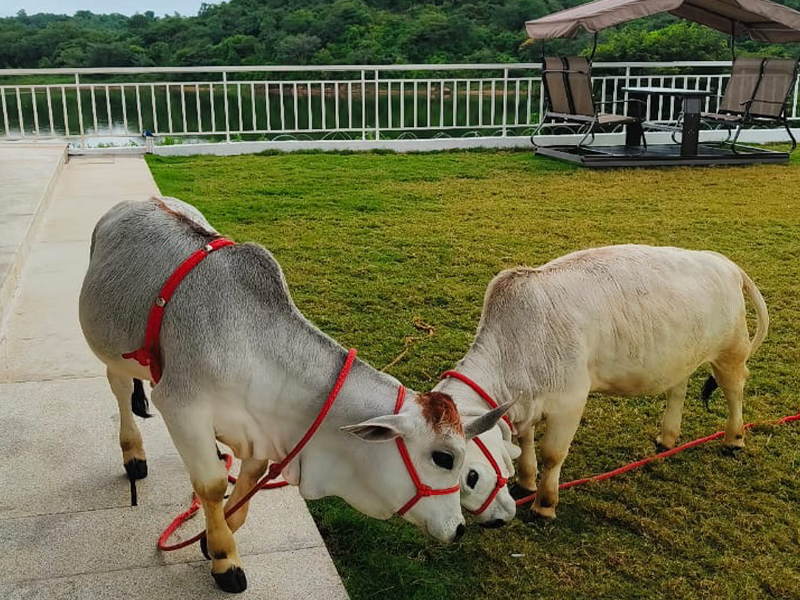 Resident Punganur miniature cows at Mansarovar The Haven