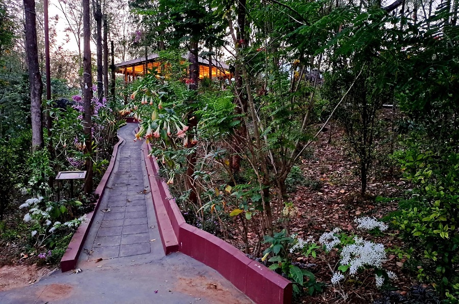 Nature walk pathway at Vedantikala Resort, Chikmagalur