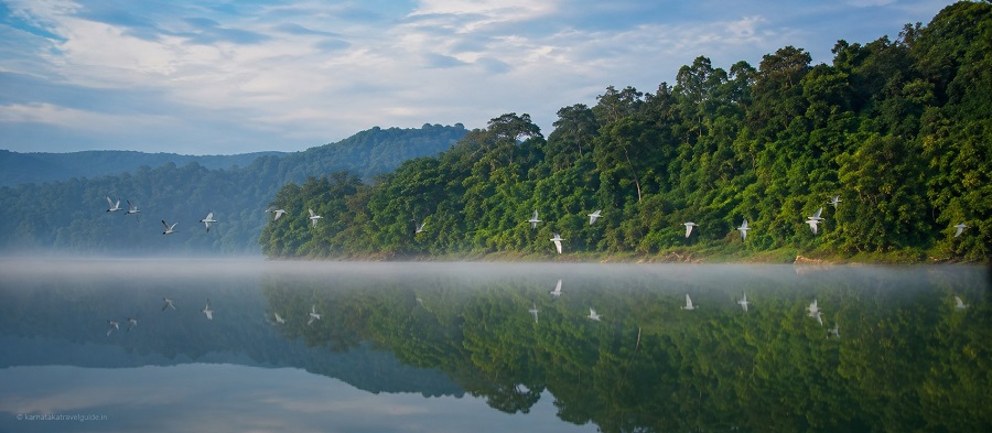 River Tern Lodge — Bhadra river backwaters at dawn, river terns in flight Karnataka